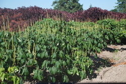 Aesculus parviflora — photo 3